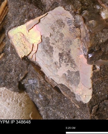 undet. Ammonoidea