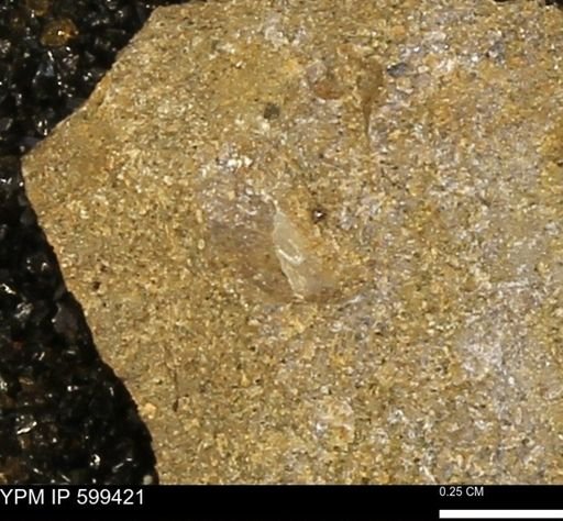 Protocardia subquadrata