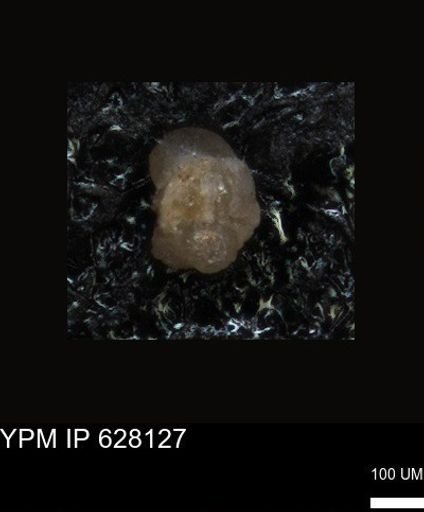 undet. Foraminiferida