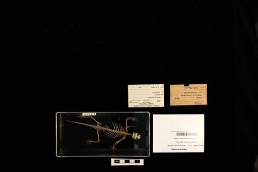 Moloch horridus