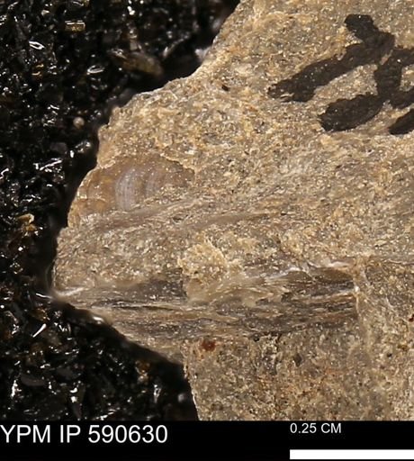 Tellinimera scitula