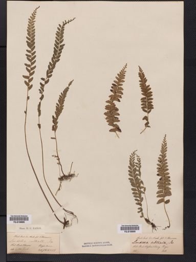 Lindsaea