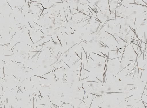 Polymastia cf. pachymastia