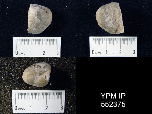 undet. Brachiopoda