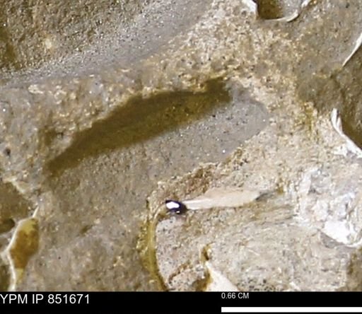 Limopsis striatopunctatus