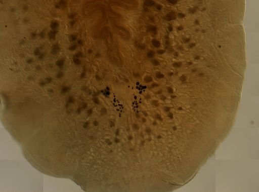 Pleioplana atomata
