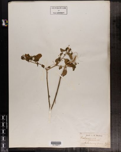 Plantae