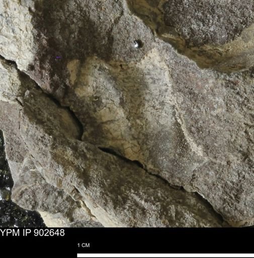 undet. Inoceramidae