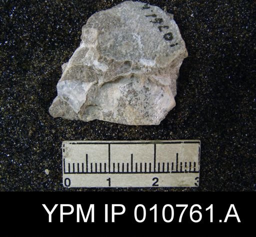 Productus schucherti