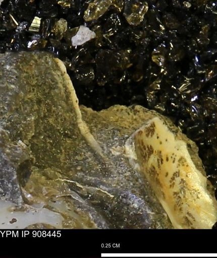 undet. Mollusca