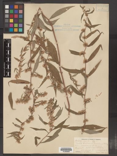 Solidago caesia