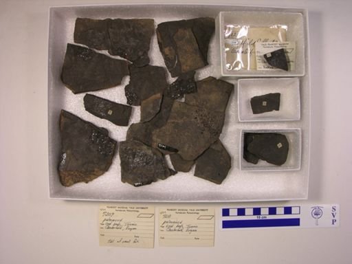 Palaeoniscoidei