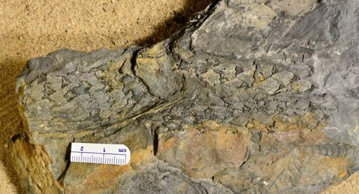 Lepidodendron sp.