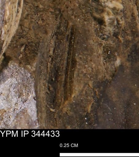 Limopsis striatopunctatus