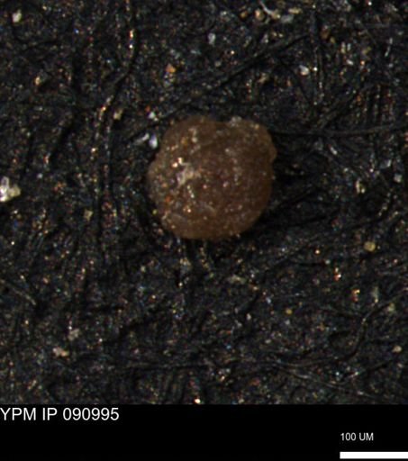 Glomospira reata
