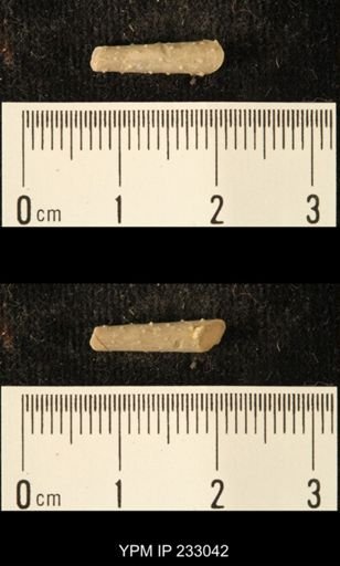 Archaeocidaris sp.