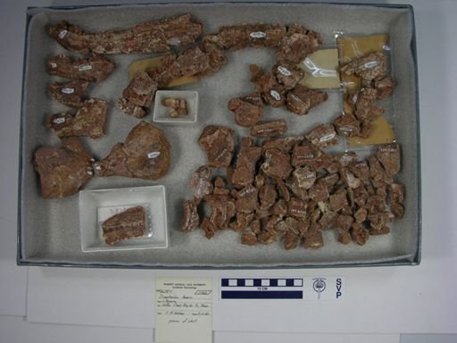 Dimetrodon loomisi