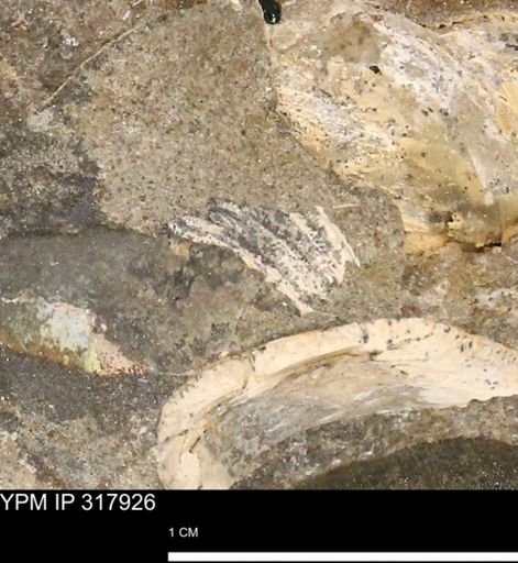 Hoploscaphites sp.