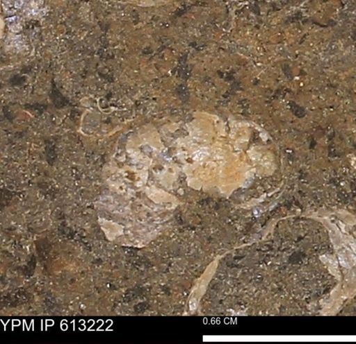 Scaphites sp.