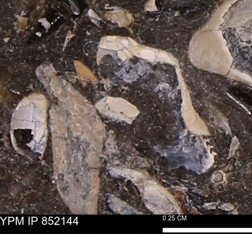 undet. Bivalvia