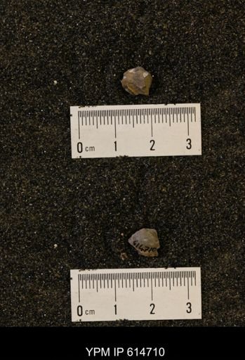 Limopsis striatopunctatus