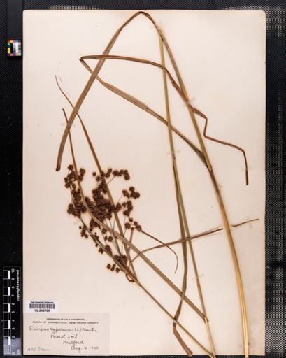 Scirpus cyperinus