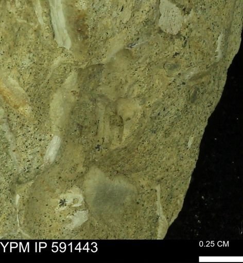 undet. Bivalvia