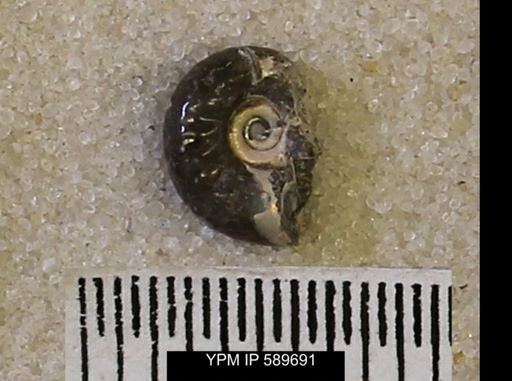 undet. Scaphitidae