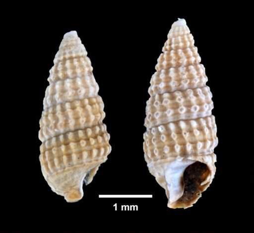 Cerithiopsis greenii