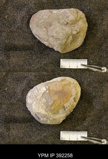 undet. Scaphitidae