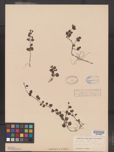 Mitchella repens