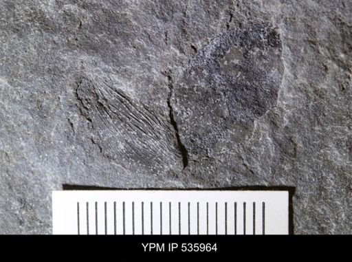 Gonatocaris sp.