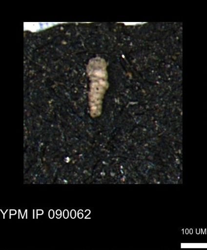 Verneuilinoides kansasensis
