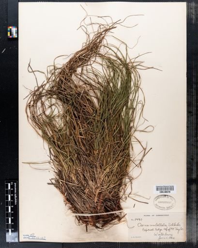 Carex umbellata