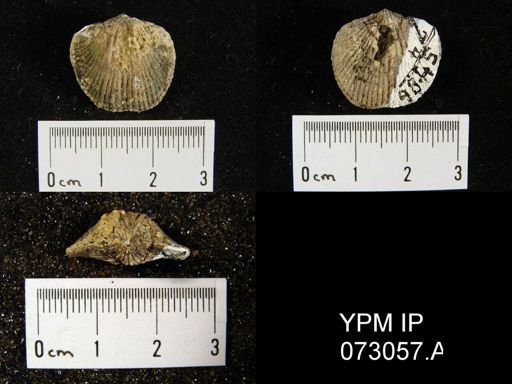 Atrypa tennesseensis