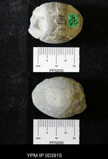 Billingsites sp.