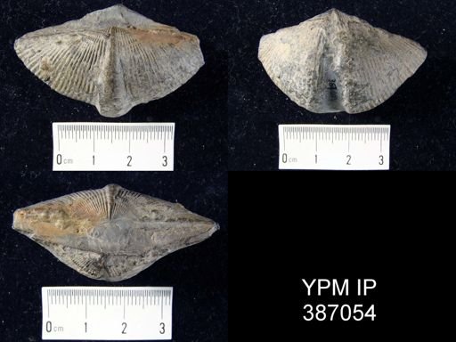 Spirifer marcyi