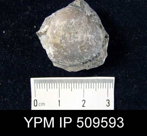 undet. Athyridida