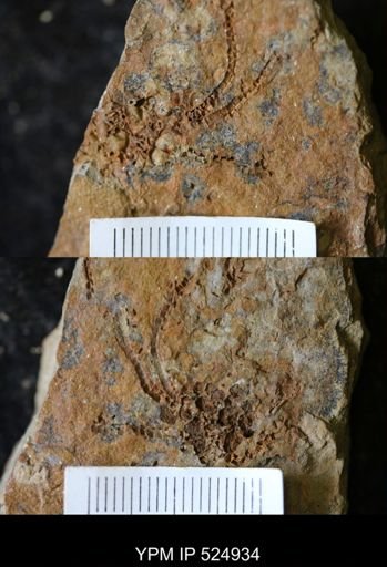 undet. Eocrinoidea