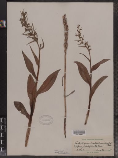 Coeloglossum bracteatum