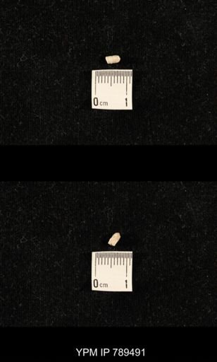 undet. Bryozoa
