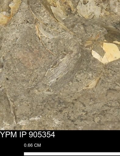 undet. Mollusca