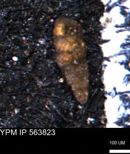 Verneuilinoides kansasensis