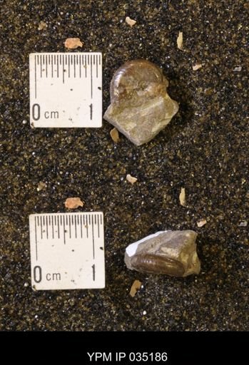 Discoscaphites rossi