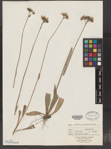 Hieracium pratense