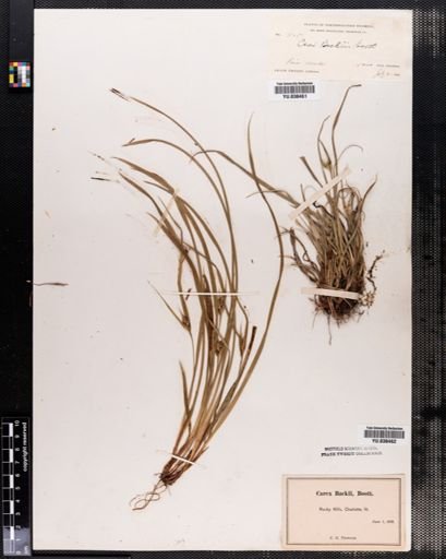 Carex backii