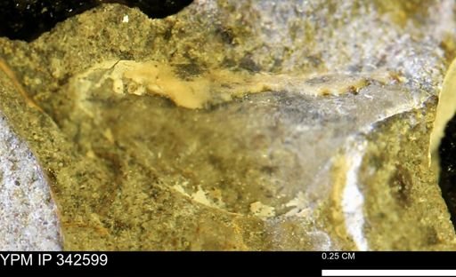 undet. Mollusca