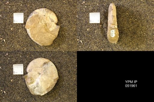 Hoploscaphites comprimus