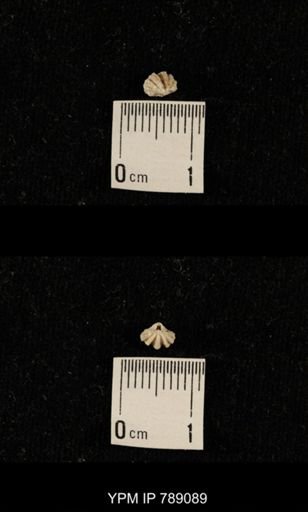 undet. Brachiopoda