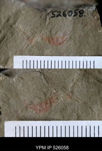 undet. Arthropoda